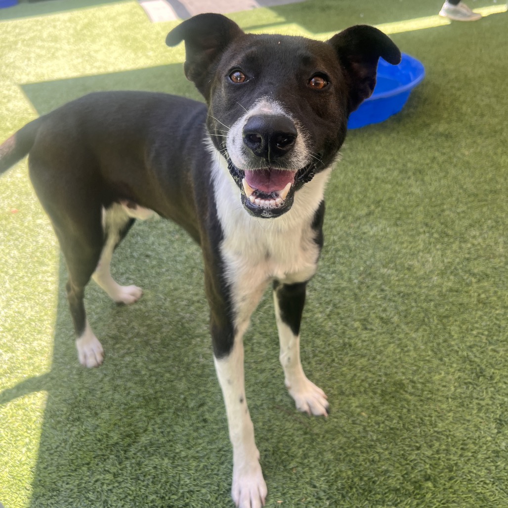 MAGIC - Mixed Breed (Medium) available for adoption
