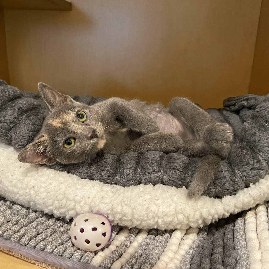 OLIVIA BENSON - Domestic Shorthair available for adoption
