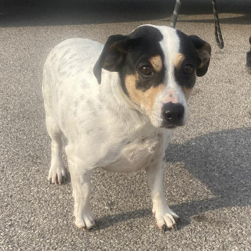 Spotsy Stray Hold 3/22