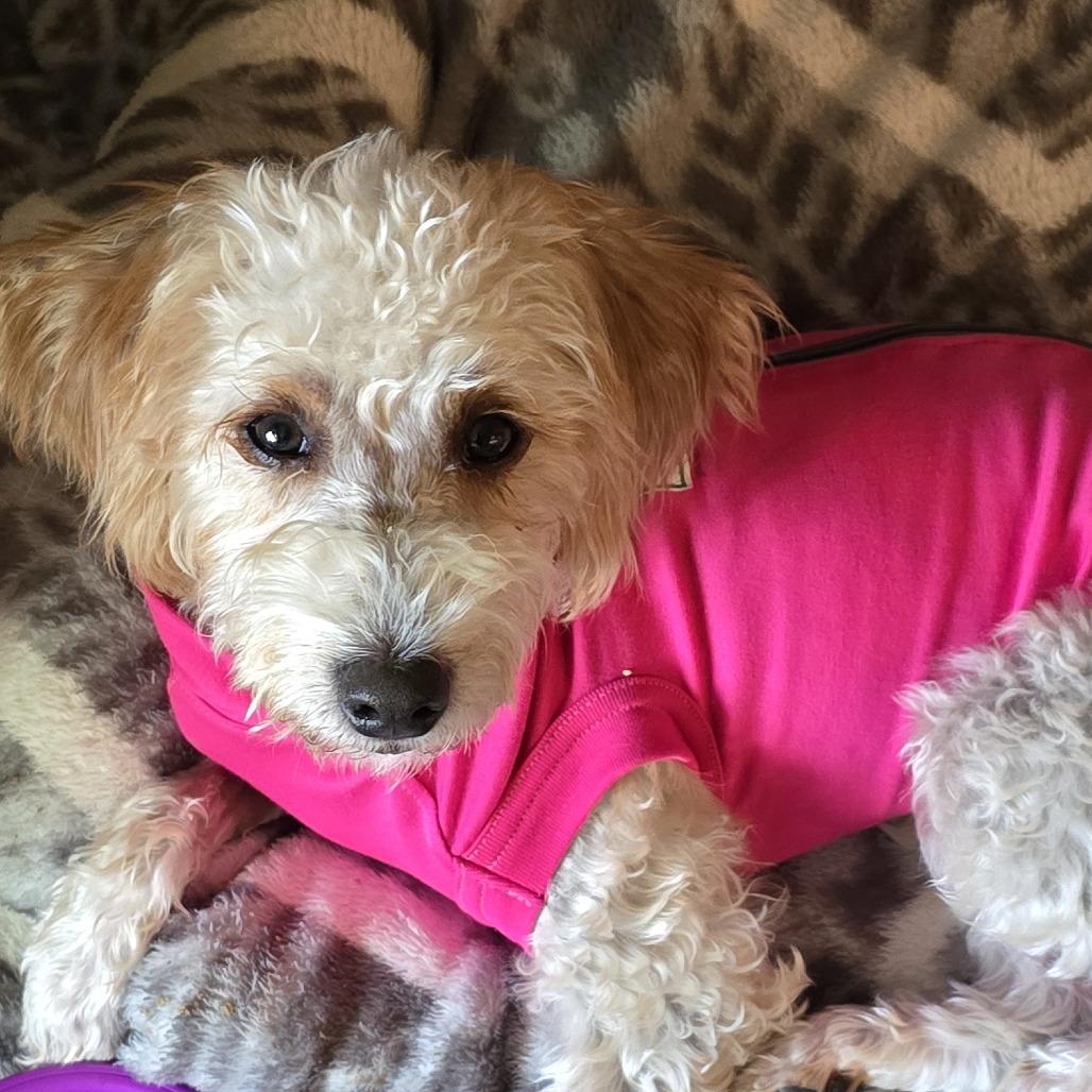 MISS DASIY MAE - Poodle, Miniature / Terrier, Yorkshire, Yorkie for adoption in Portland