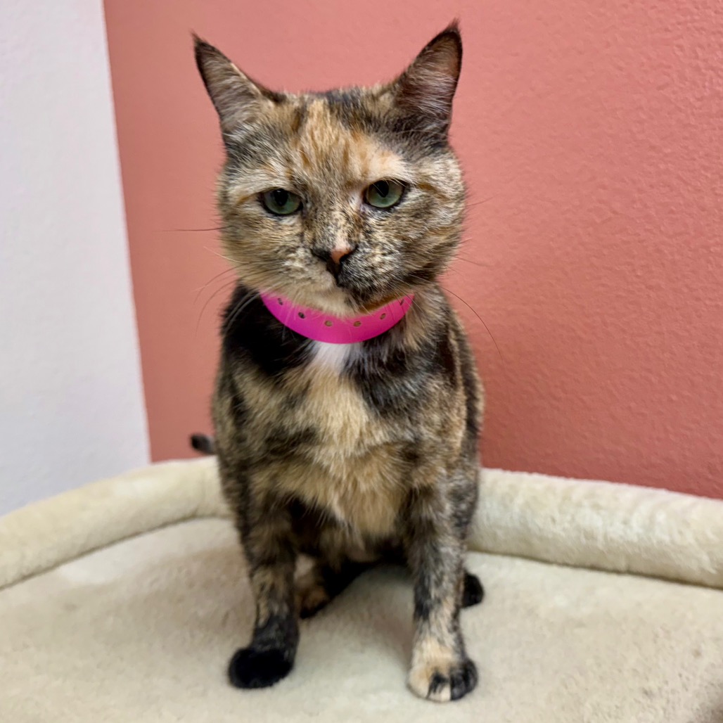PATCHES is available for adoption at Nevada SPCA