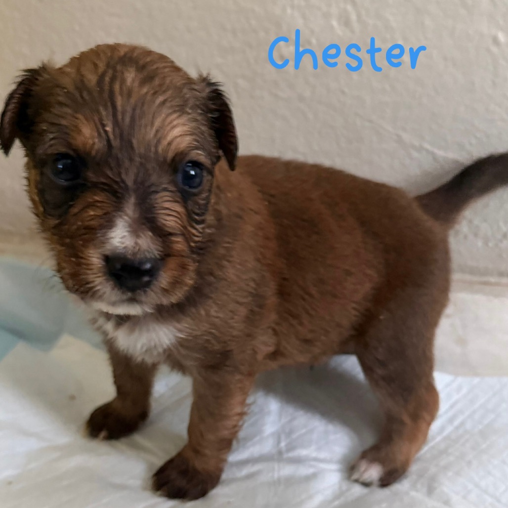 CHESTER - Spaniel / Mix available for adoption