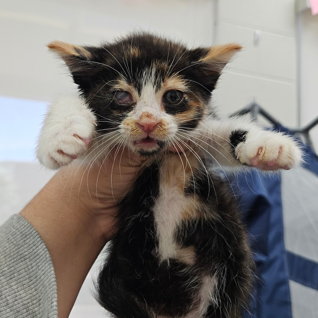 Callie photo 2