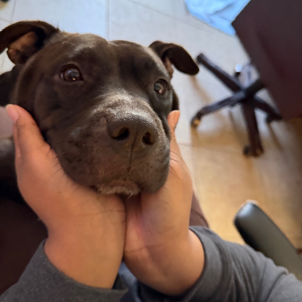 Cookie — thumbnail 5