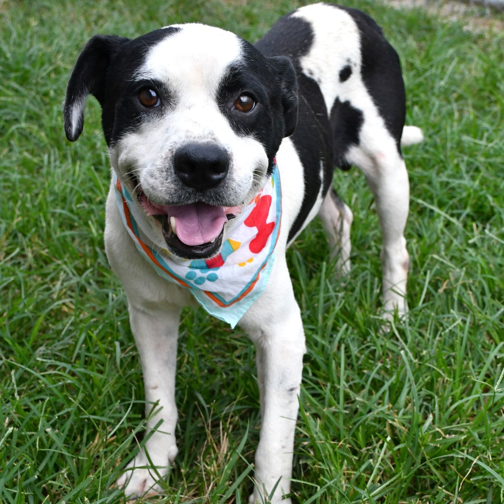 BULLSEYE - Beagle / Mix available for adoption