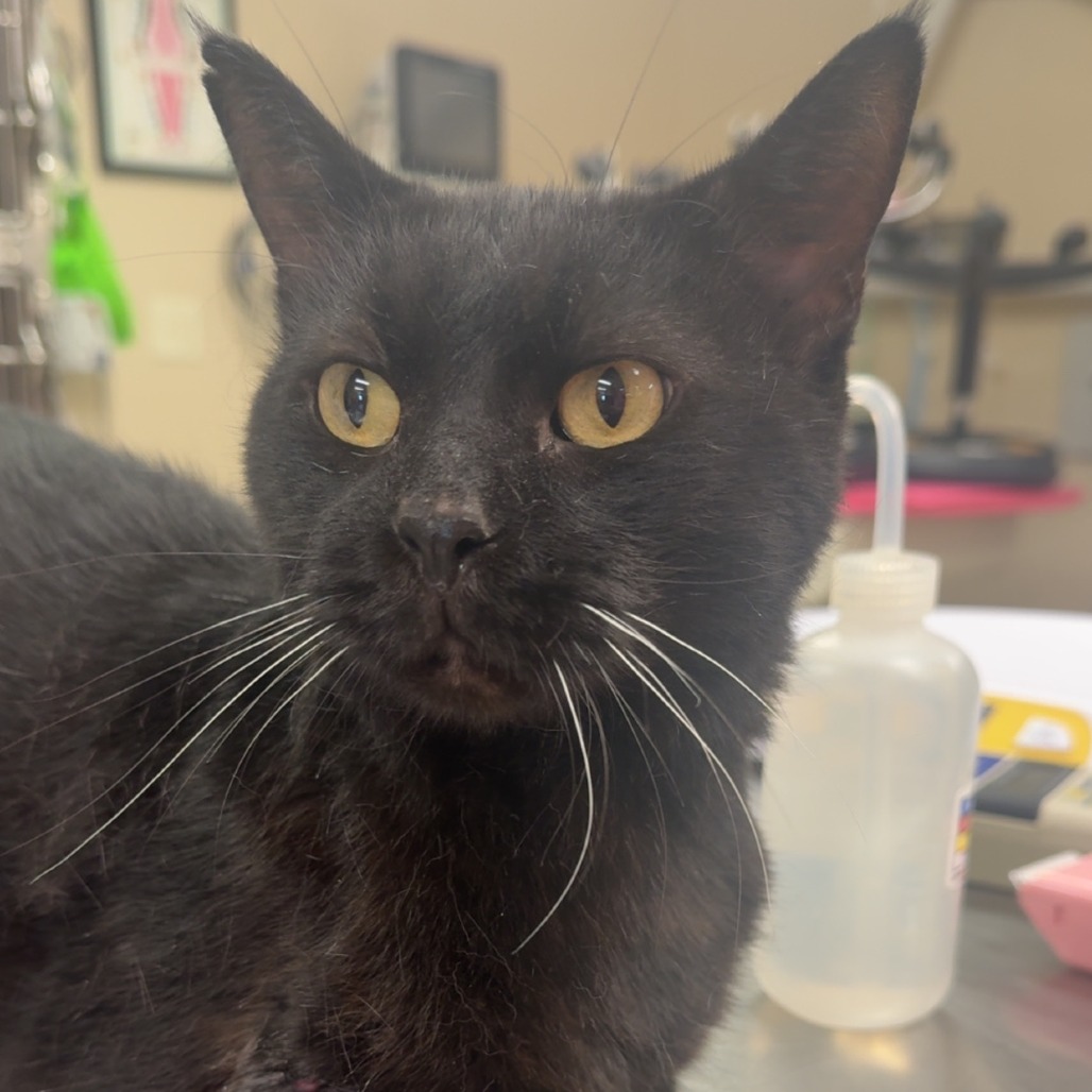 Pua, available for adoption