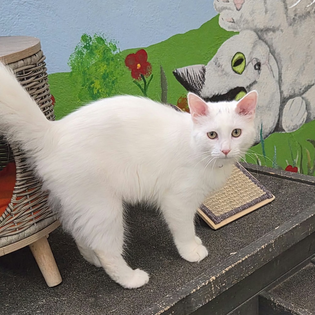 ORVILLE - Domestic Medium Hair available for adoption