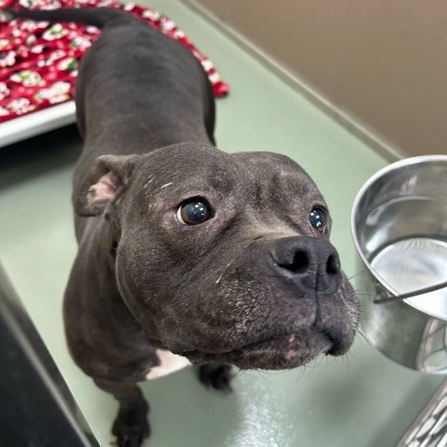 Royal — thumbnail 2