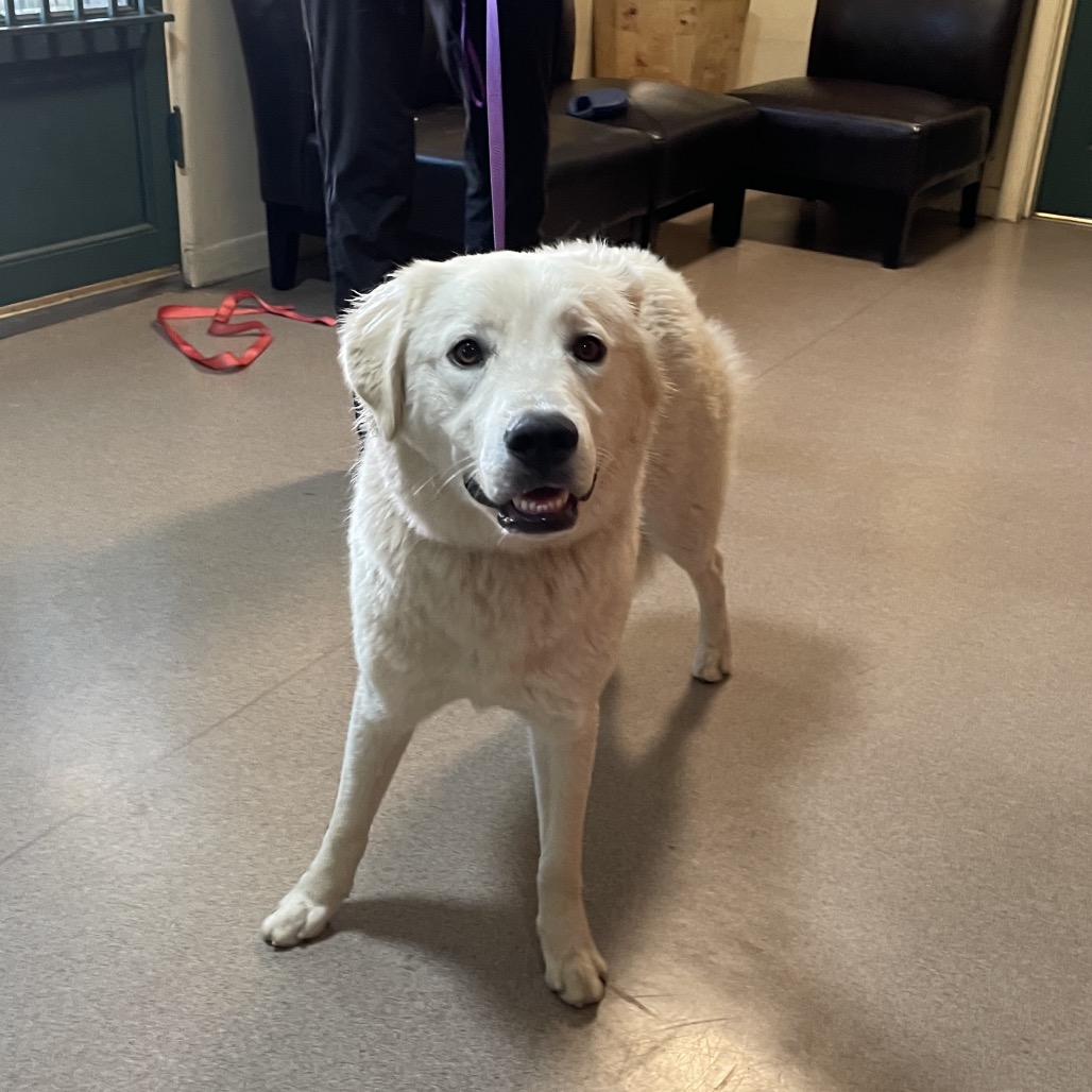 Labrador Retriever