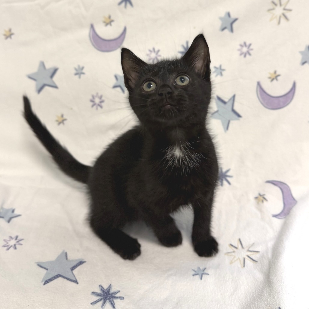 VIOLET (BONDED TO MIKE TEAVEE) - Domestic Shorthair available for adoption