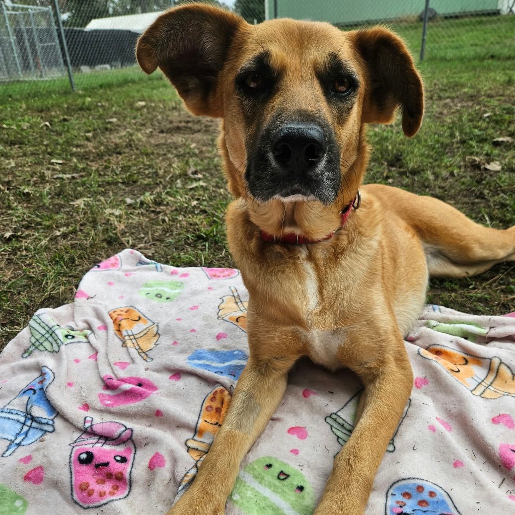 Hazel, photo 24