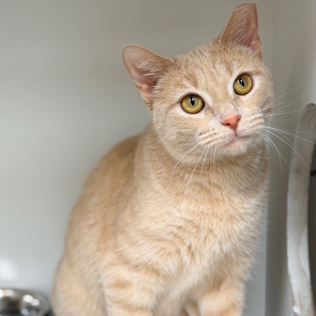 Rooibos — thumbnail 5