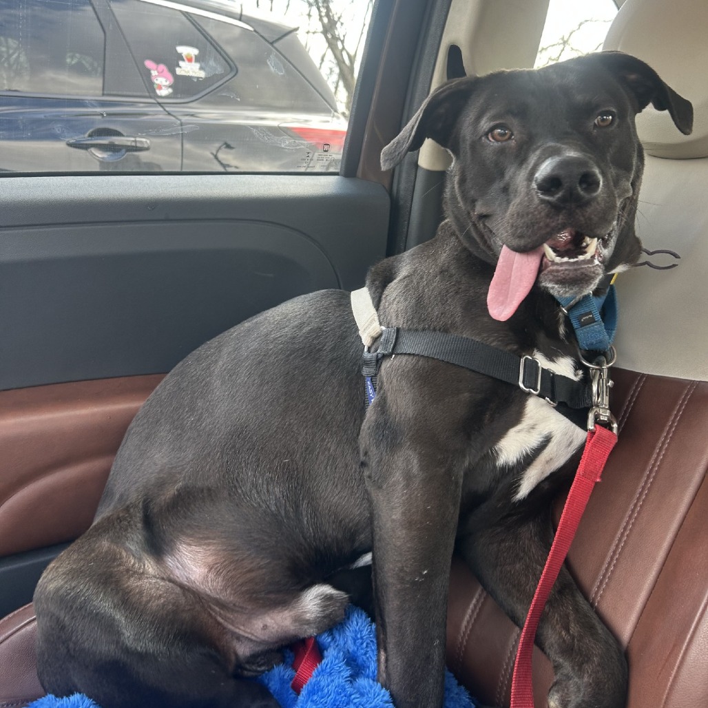 Photo of Brownie Sundae 8