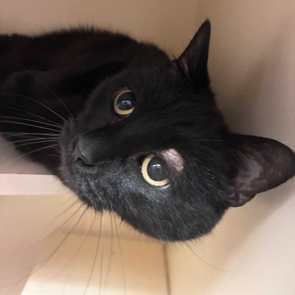 BAMBINO - Domestic Shorthair available for adoption
