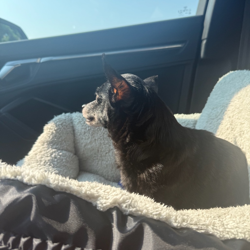 Daisy, photo 12