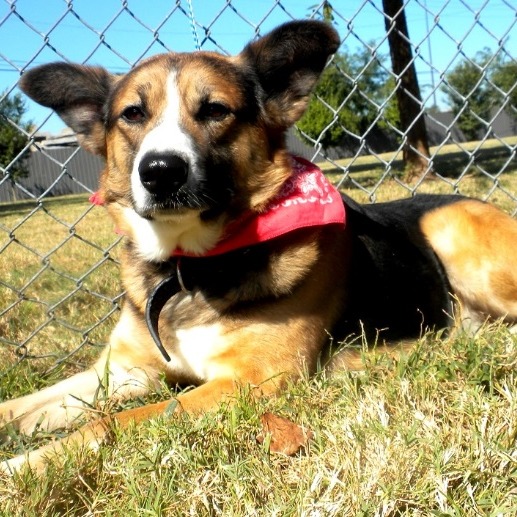 Jeffersonville Animal Shelter Adoption