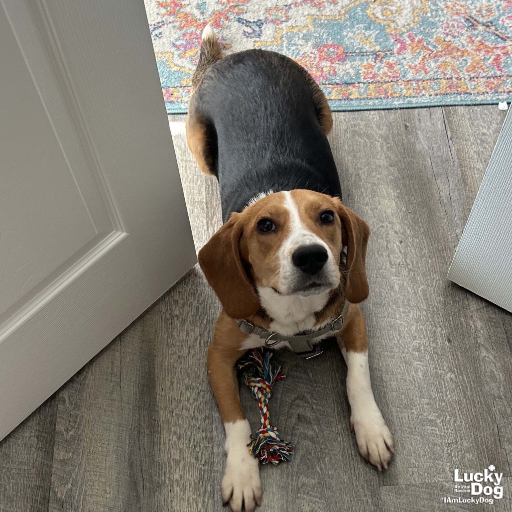 KEVIN - Beagle available for adoption