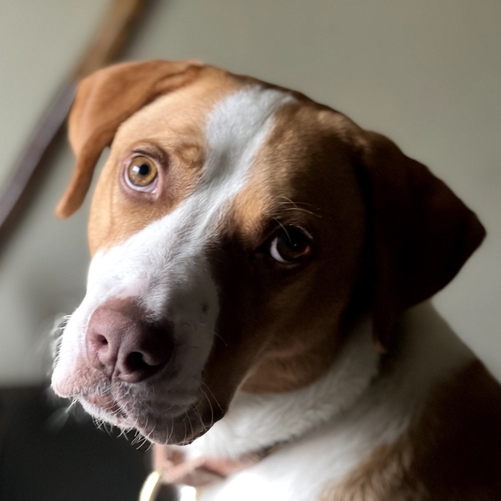 Bandito — thumbnail 10