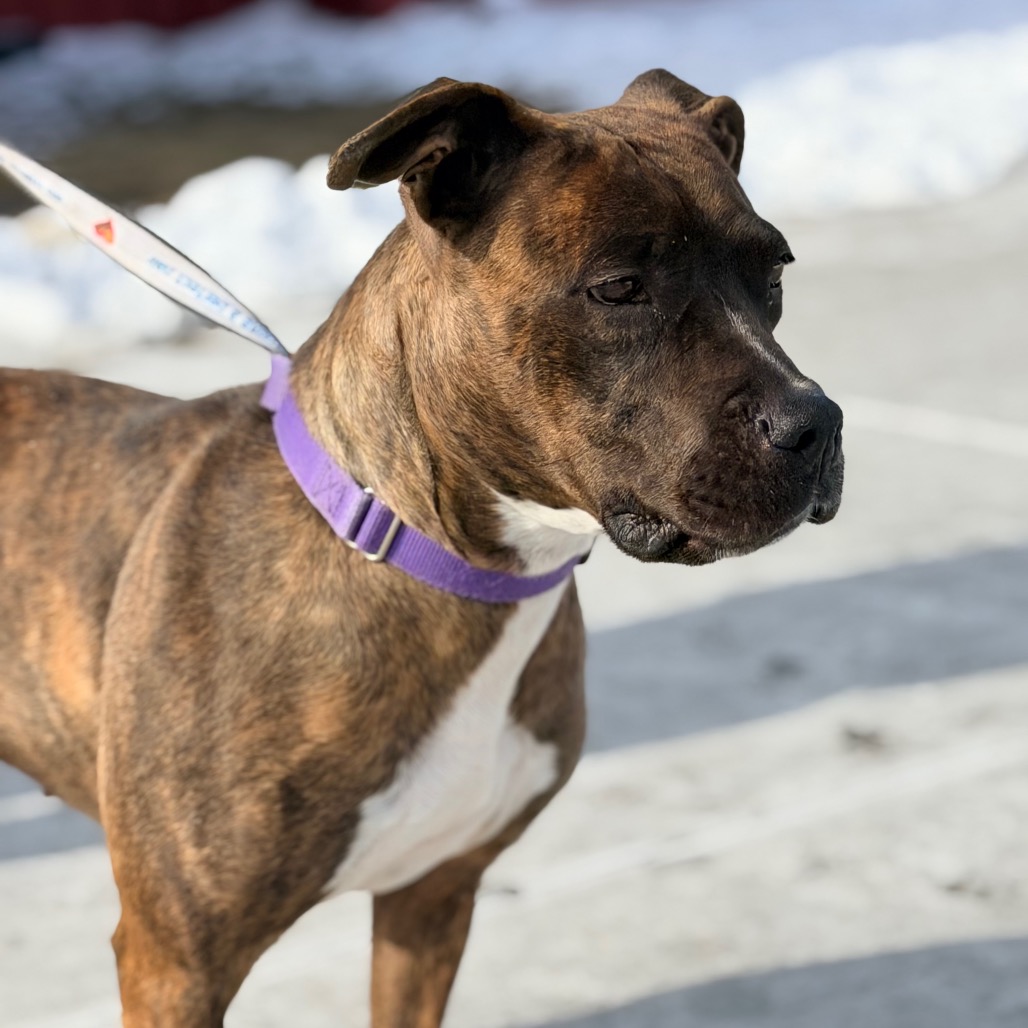 Mango — thumbnail 3