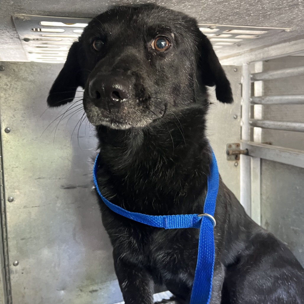 PATRON - Shepherd available for adoption
