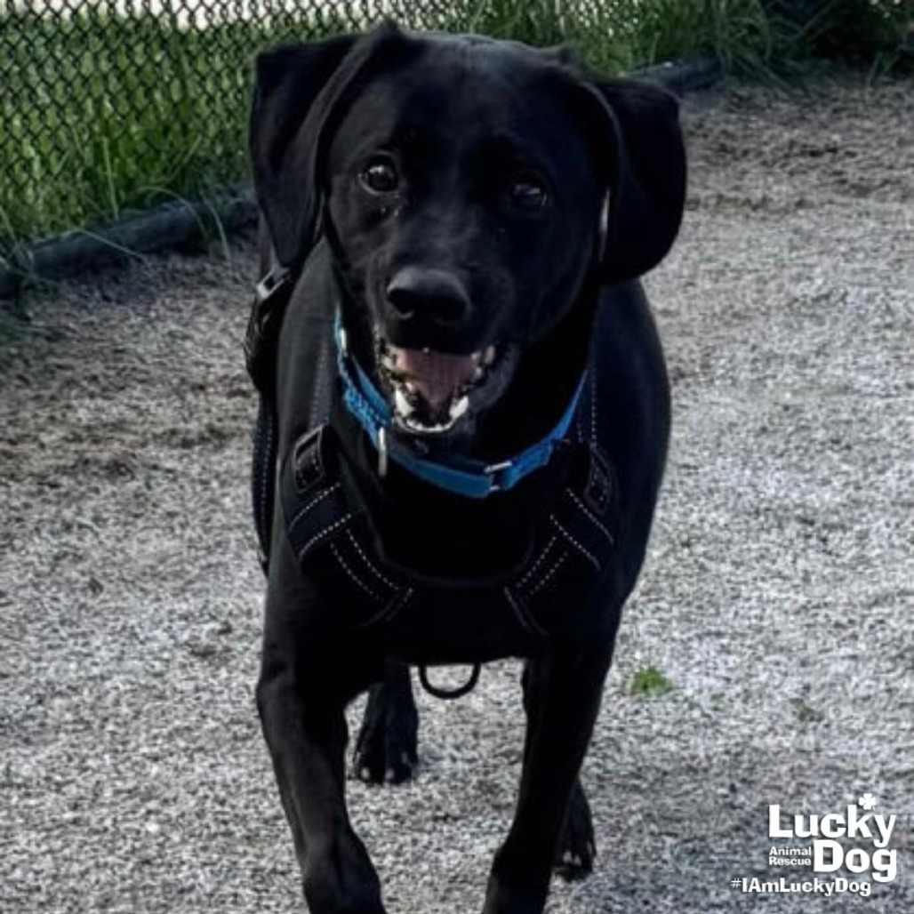 ISLAND - Retriever / Labrador available for adoption