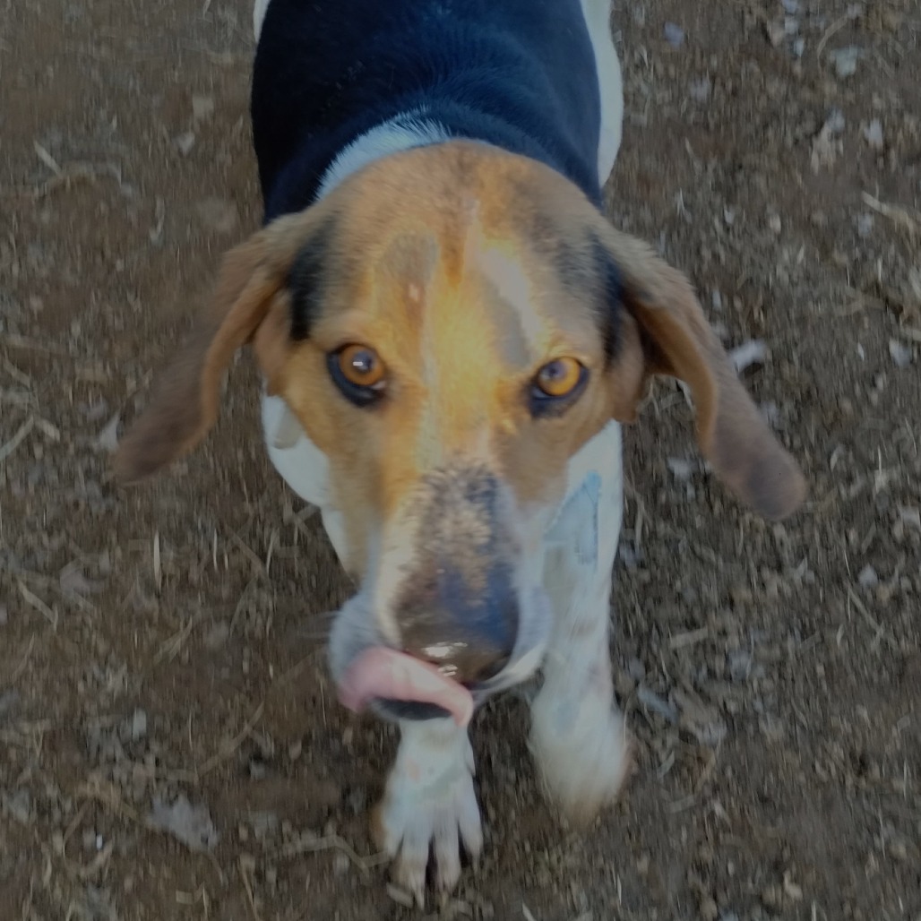 Buster — thumbnail 4