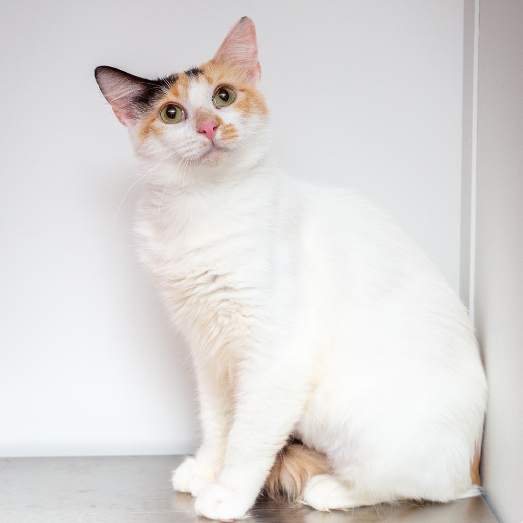 CANDI - Domestic Medium Hair / Mix available for adoption