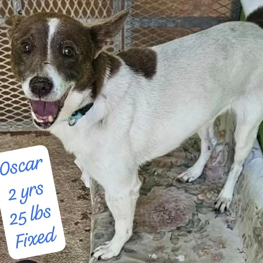 Oscar