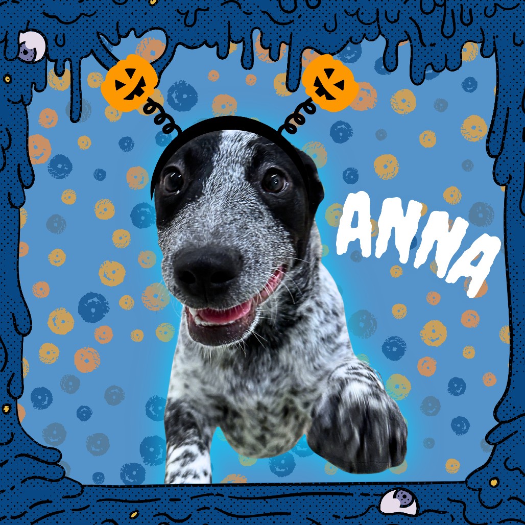 ANNA - American Blue Heeler available for adoption