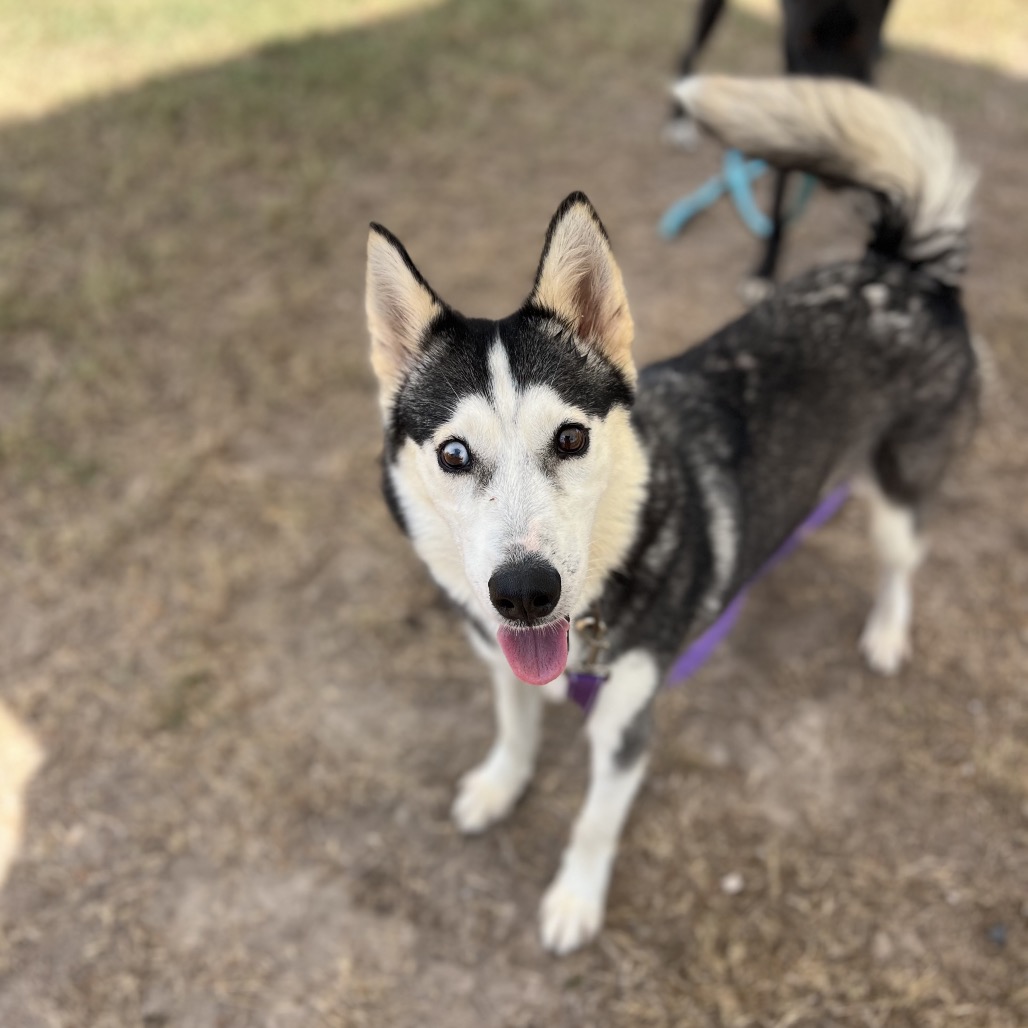 AQUARIA - Husky available for adoption