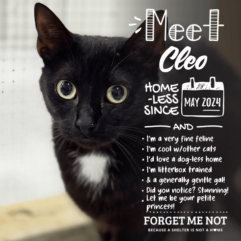 Cleo