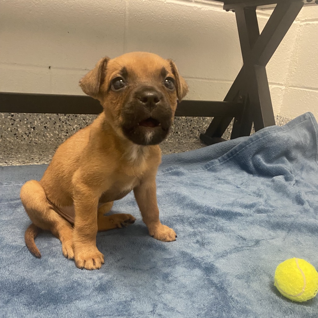 CARDBOARD - Pug / Beagle available for adoption