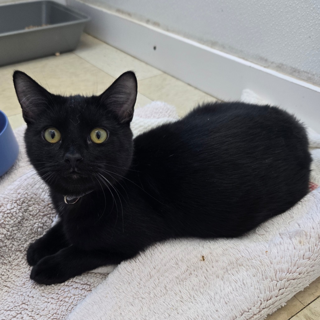 Catzilla- Washington Petsmart