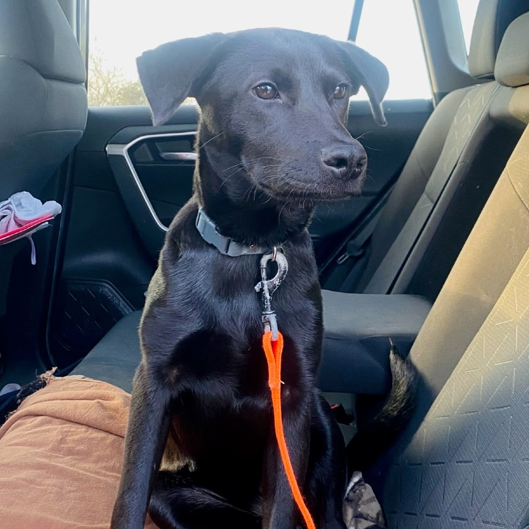 Princess , available for adoption at PVAS