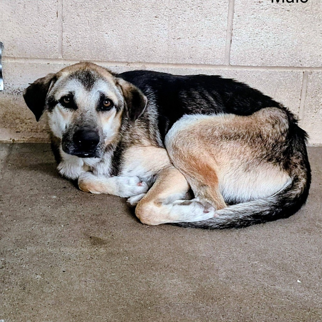 CASH - Shepherd / Mix available for adoption