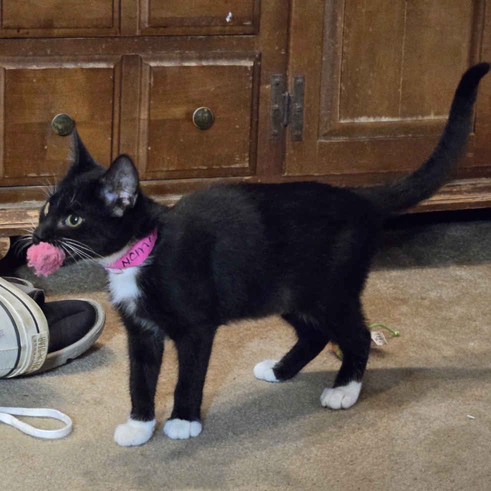 Mittens, an adoptable cat