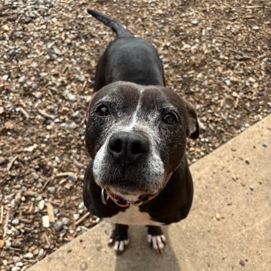 Gracie 01-1837, photo 2