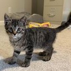 CENTAUR - Domestic Shorthair available for adoption