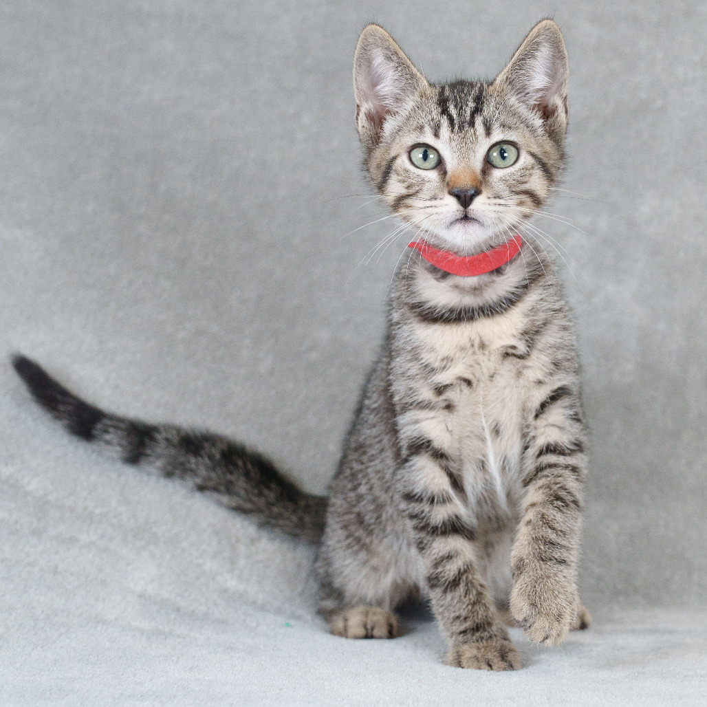 Gazpacho (Red)