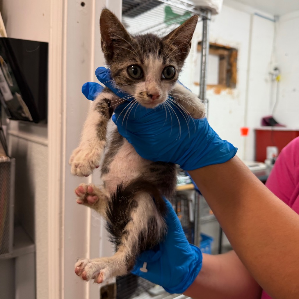 Bingo, available for adoption at PVAS