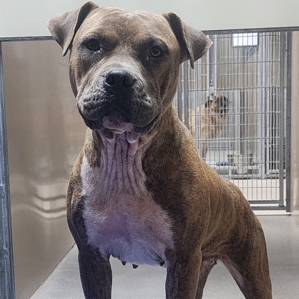 Kennel#28 Emmie's preview photo