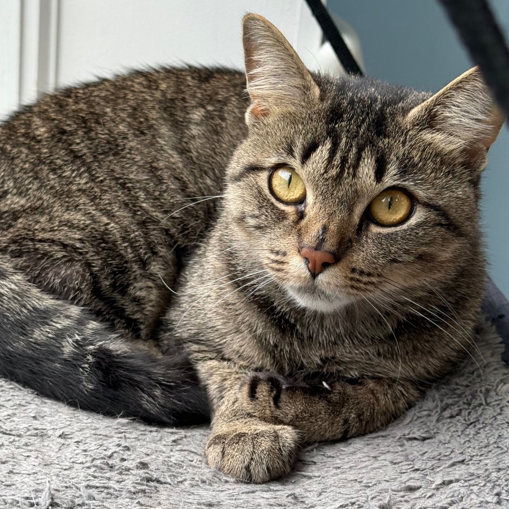 Lily, photo 4