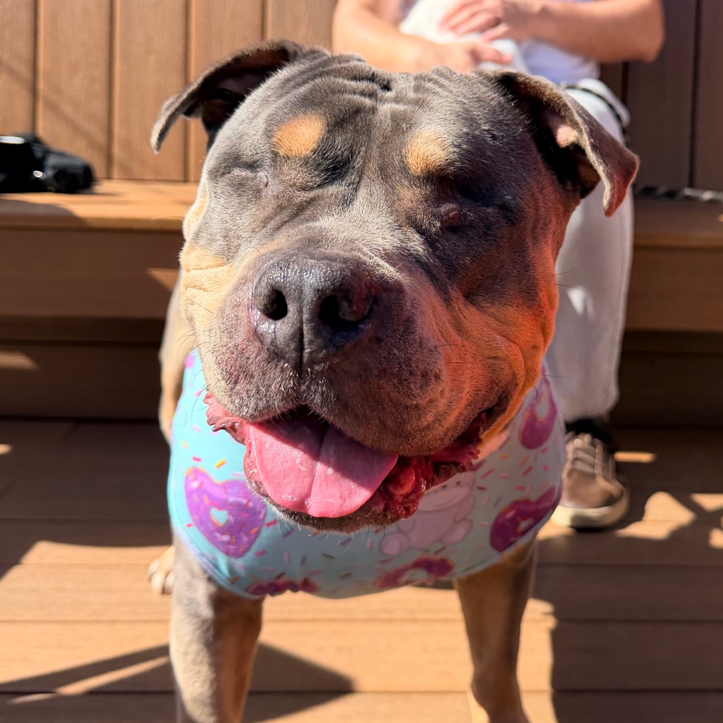 Princess Donut the Queen Anne Chonk