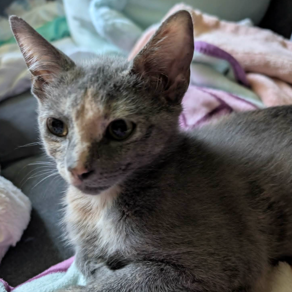 Artemis, available for adoption