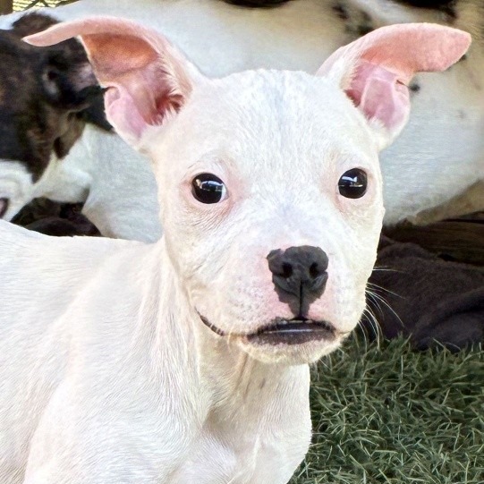 NY Poe (foster in Ossining NY)