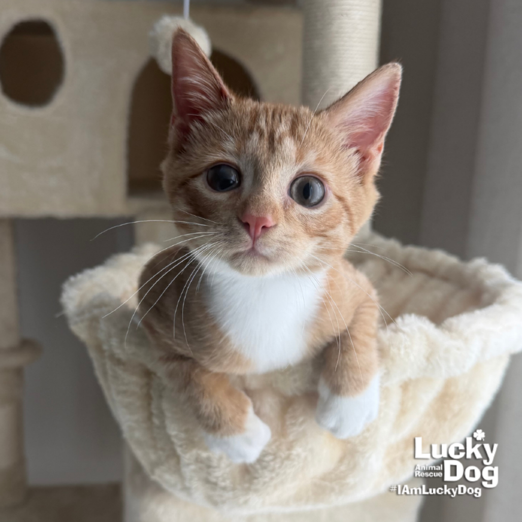 RUSTY - Domestic Shorthair available for adoption