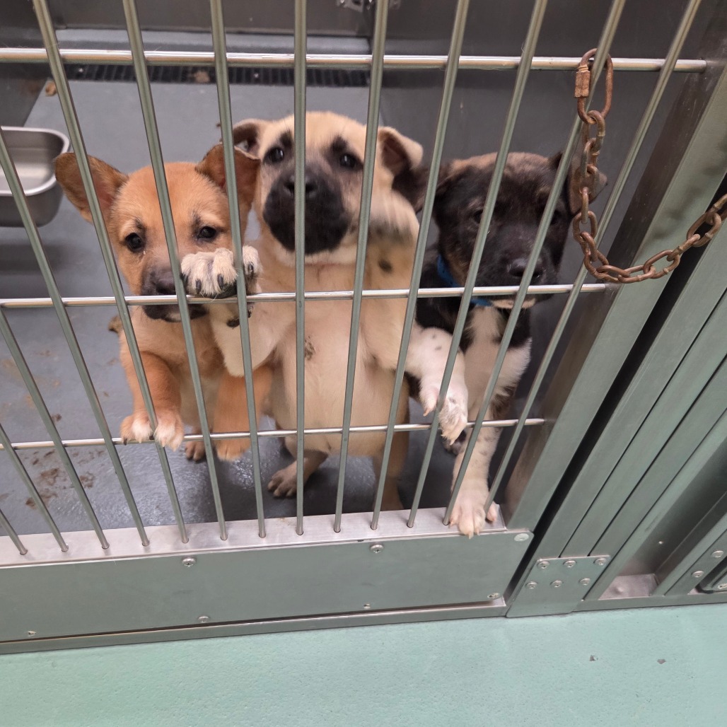 Aurelia — thumbnail 3