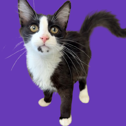 Tusc Stray 81858