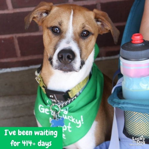 LEMUEL - Shepherd / Queensland Heeler available for adoption