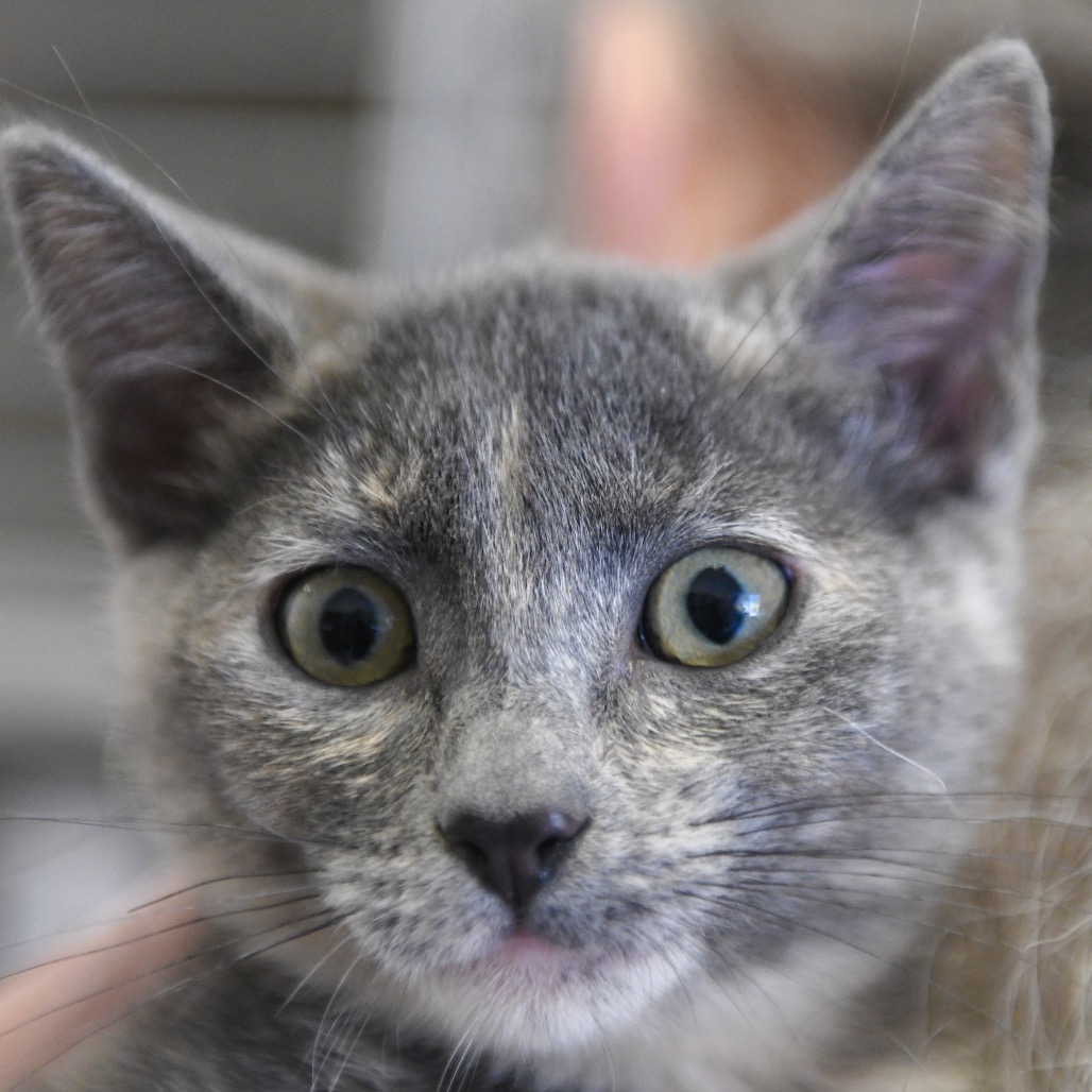 María Remedios del Valle - Domestic Shorthair